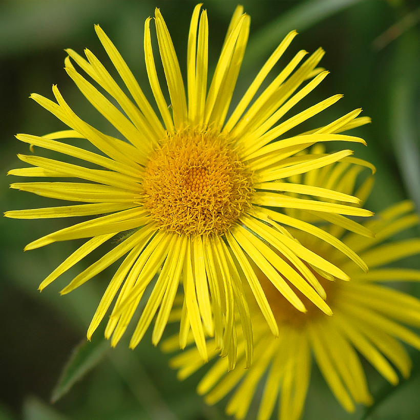 Doronicum - Leopard's-bane