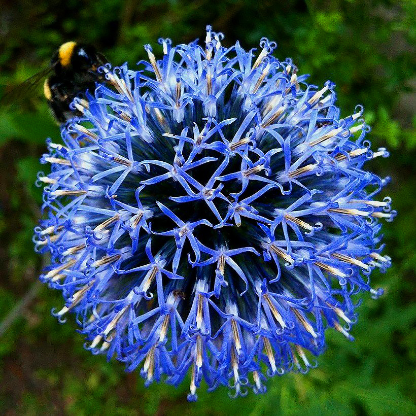 Echinops - Globe Thistle