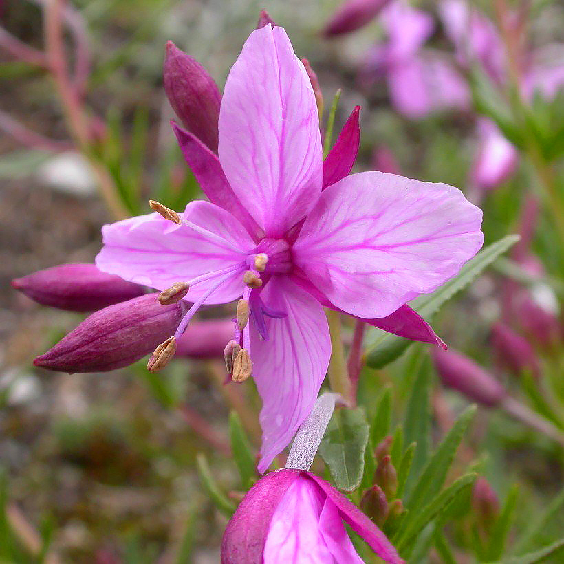 Epilobium - Willowherb