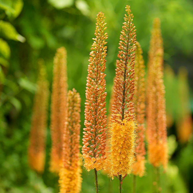 Eremurus - Foxtail Lily