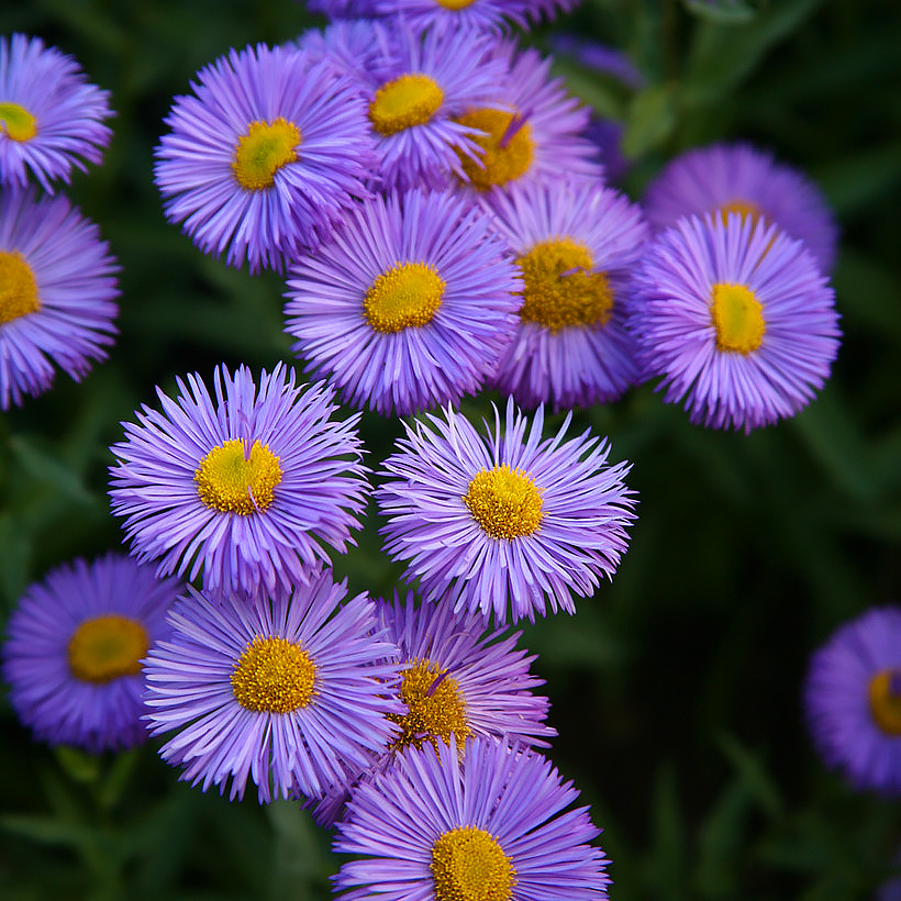 Erigeron - Fleabane