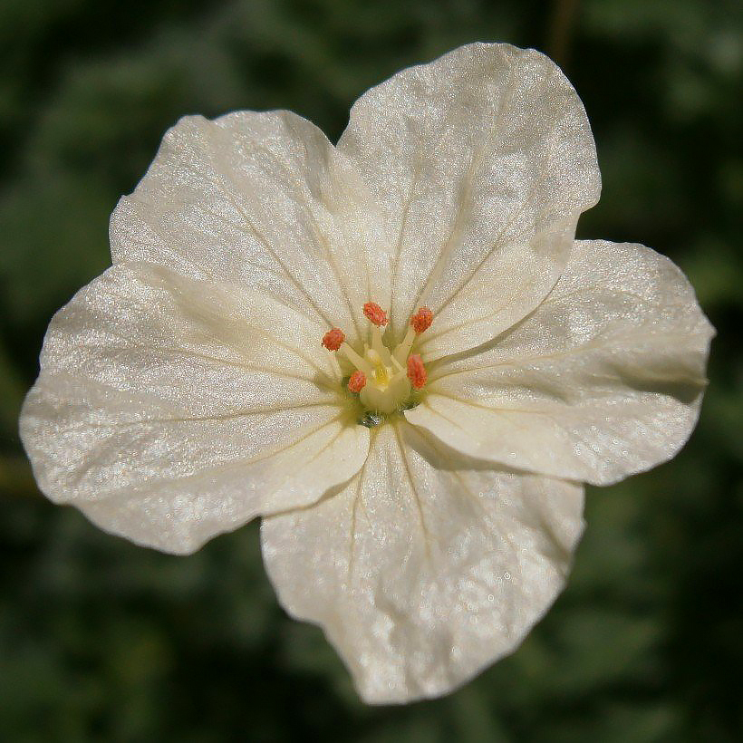 Erodium - Stork's-Bills