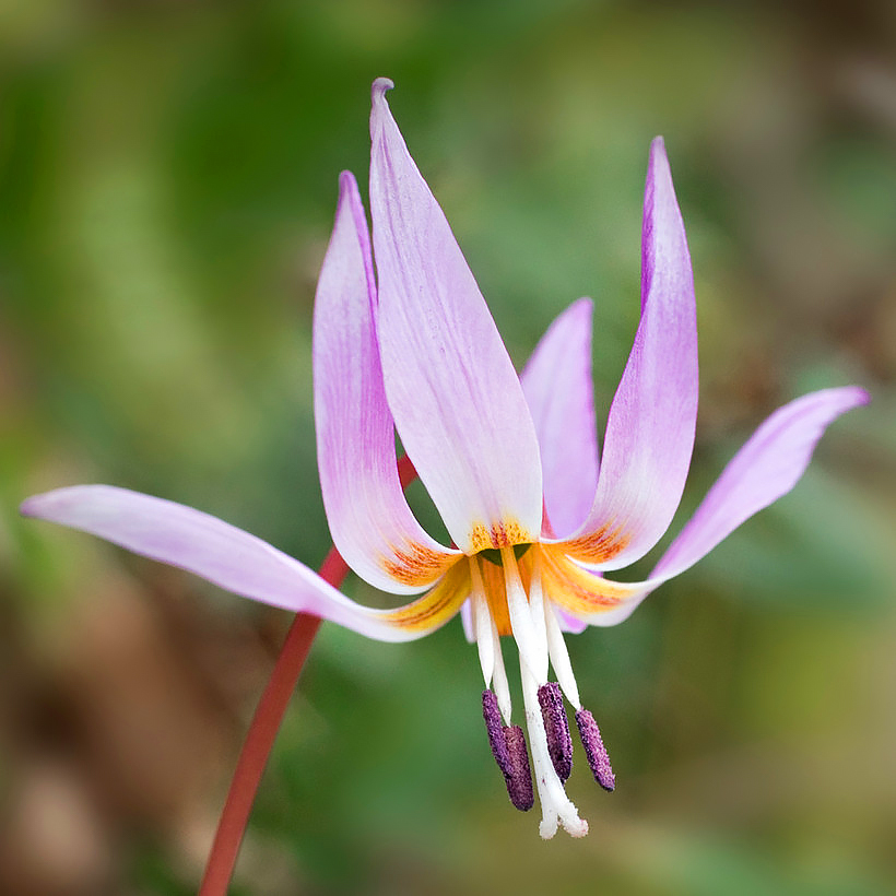 Erythronium