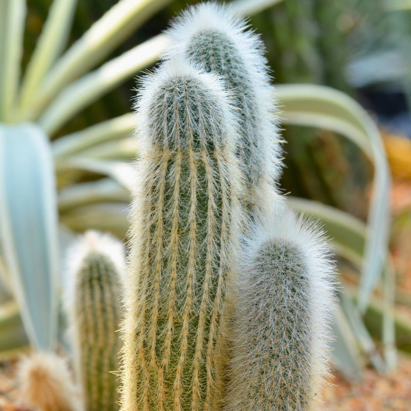Espostoa - Cactus
