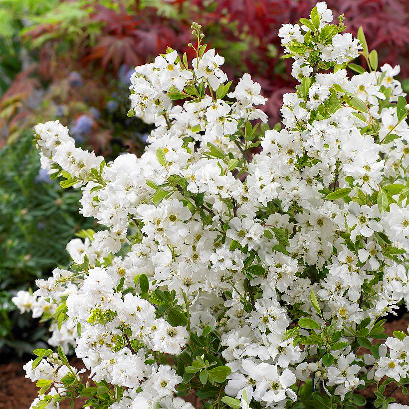 Exochorda