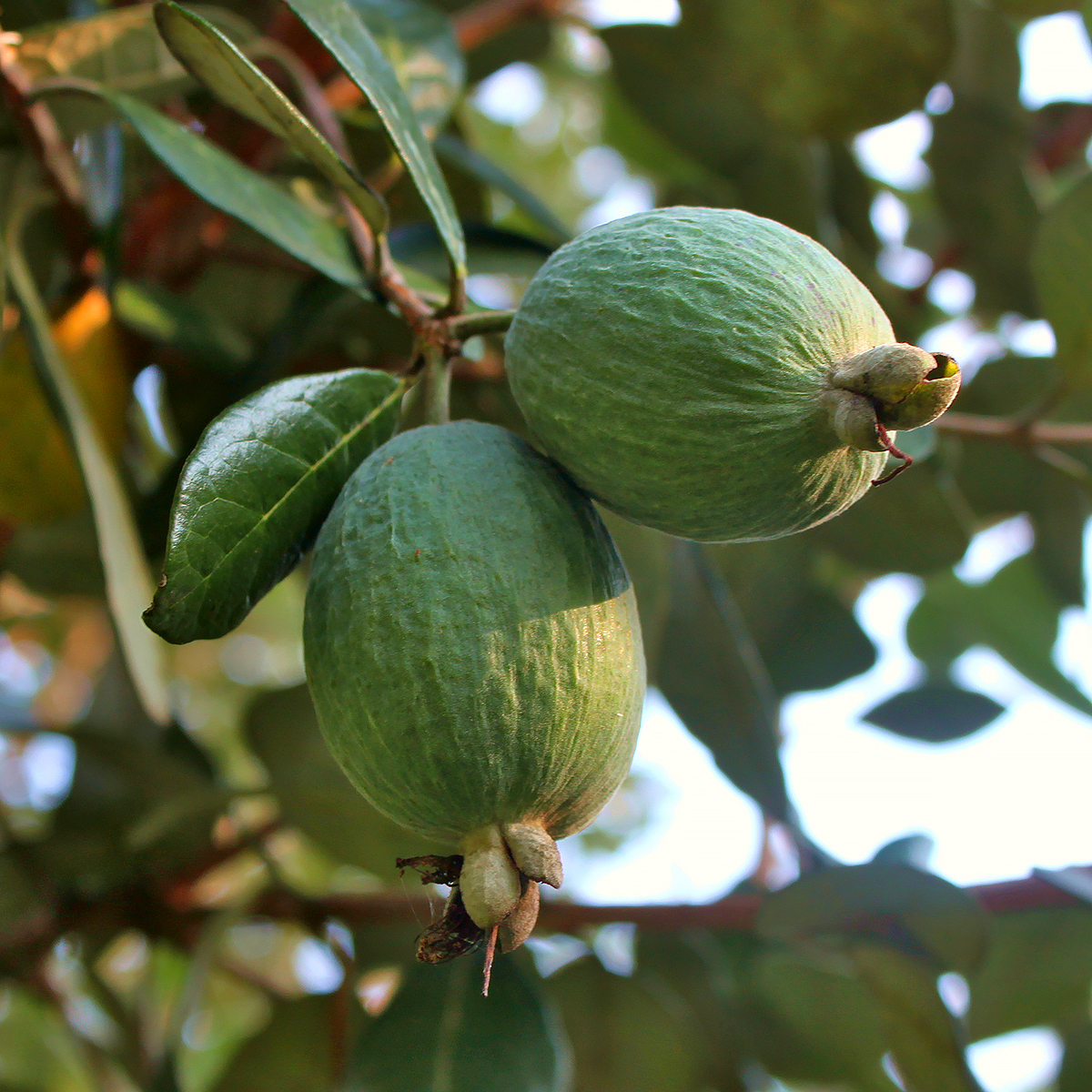 Feijoa trees - Acca