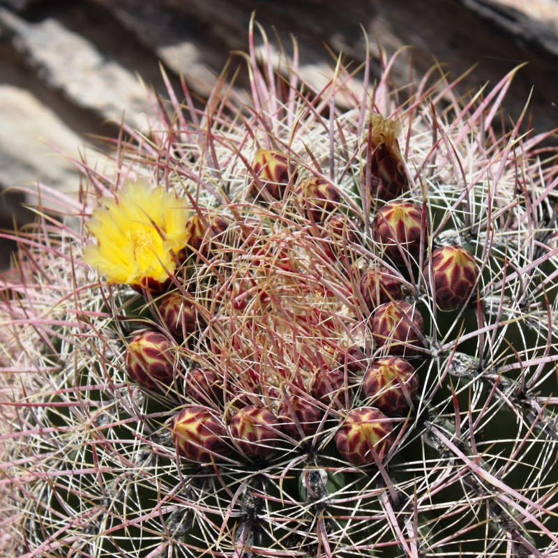 Ferocactus - Barrel Cactus 