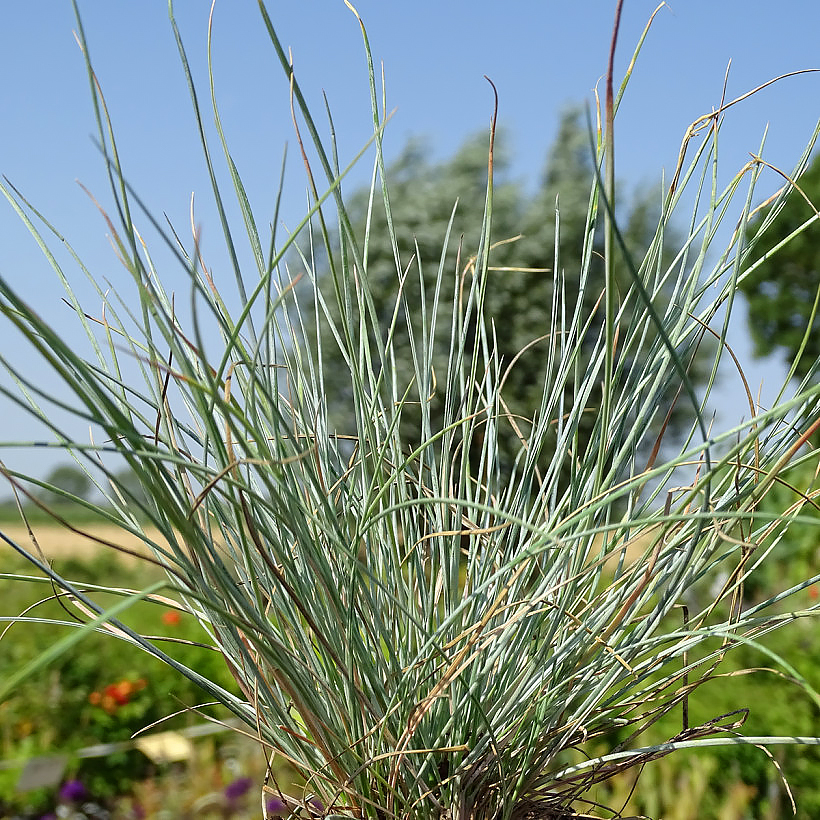 Fescue grass