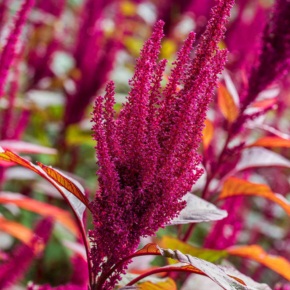 Amaranthus