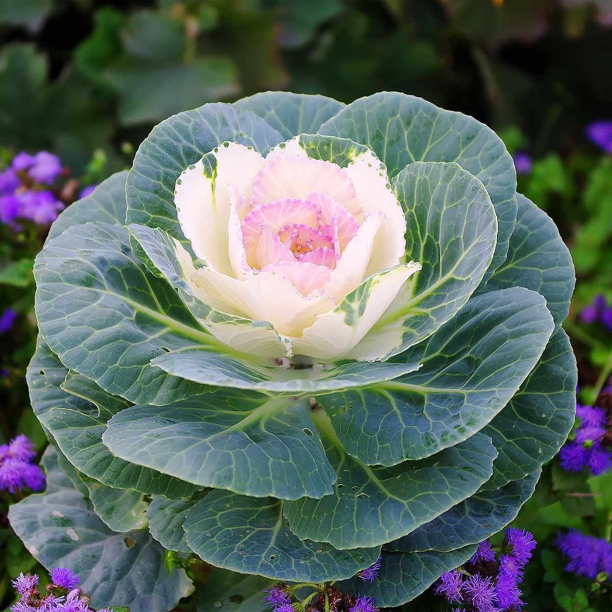 Ornamental cabbages