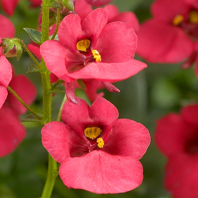 Annual Diascia