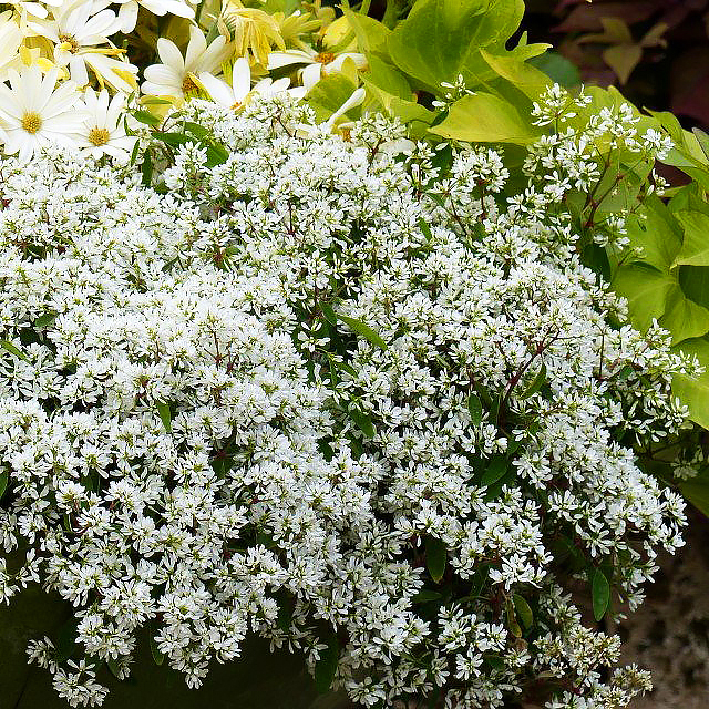 Annual Euphorbia