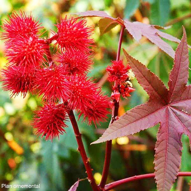 Ricinus - Common Castor Beans