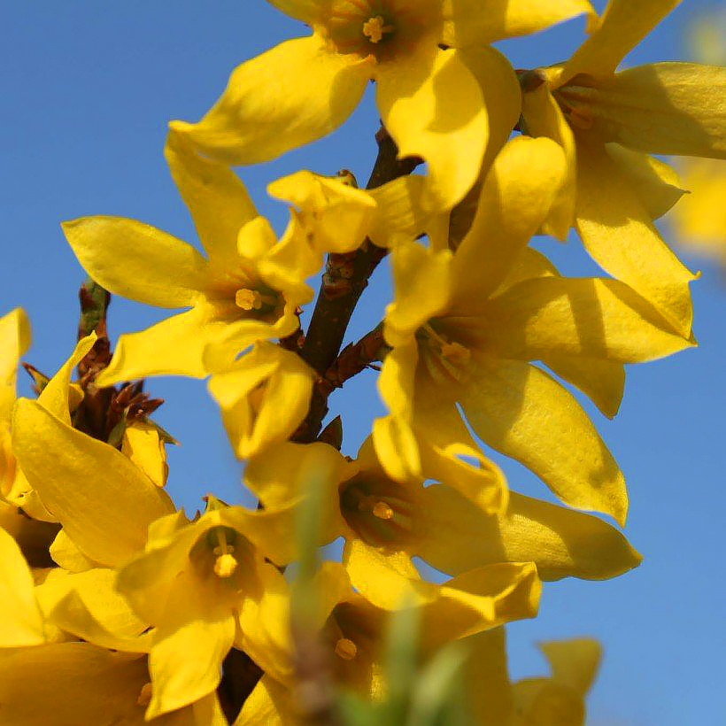 Forsythia