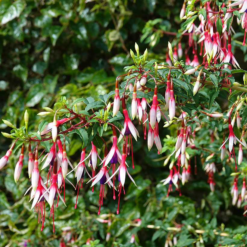 Woody Fuchsia