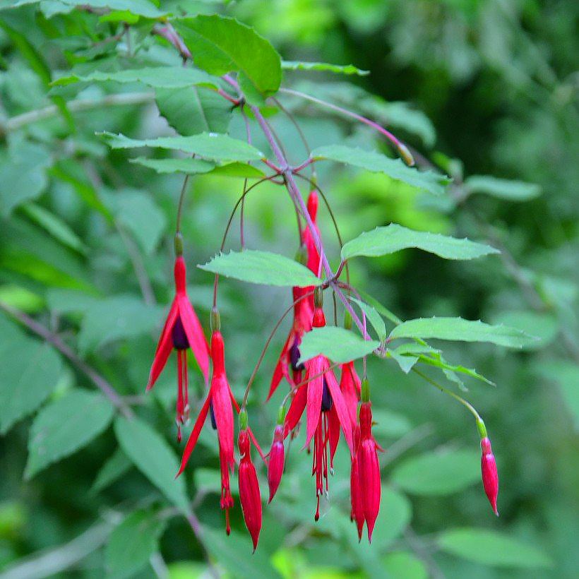 Perennial Fuchsia