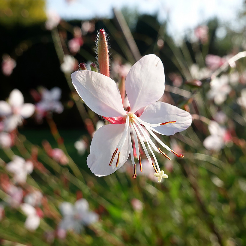 Gaura - Bee Blossom