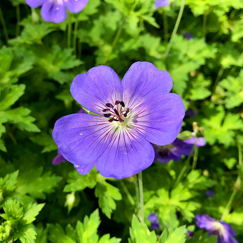 Hardy Geranium - Cranesbill