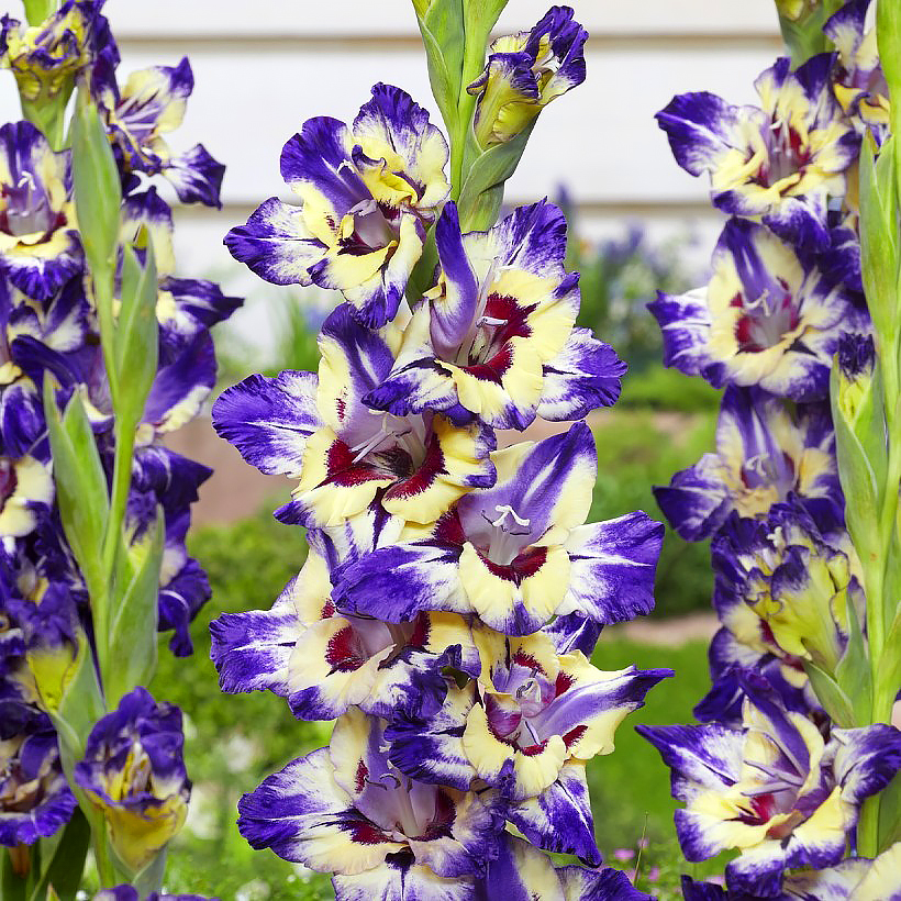 Gladioli