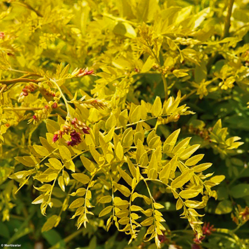 Gleditsia - Honey Locust