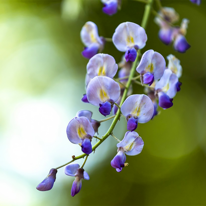 Wisterias