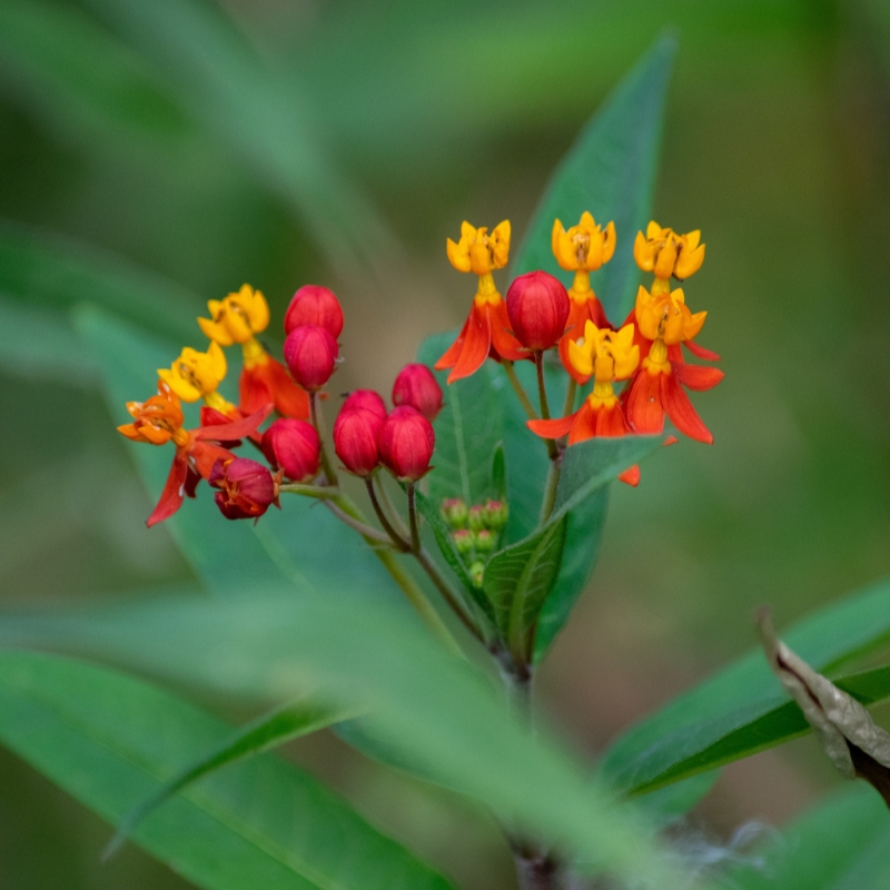 Asclepias Seeds