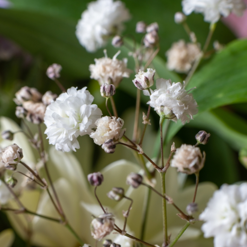 Gypsophila seeds