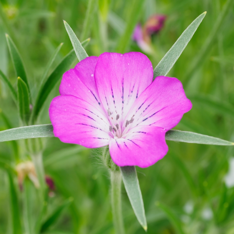 Corn Cockle seeds - Agrostemma githago