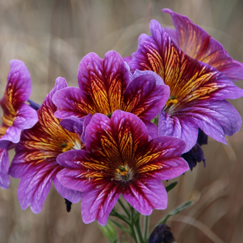 Salpiglossis seeds