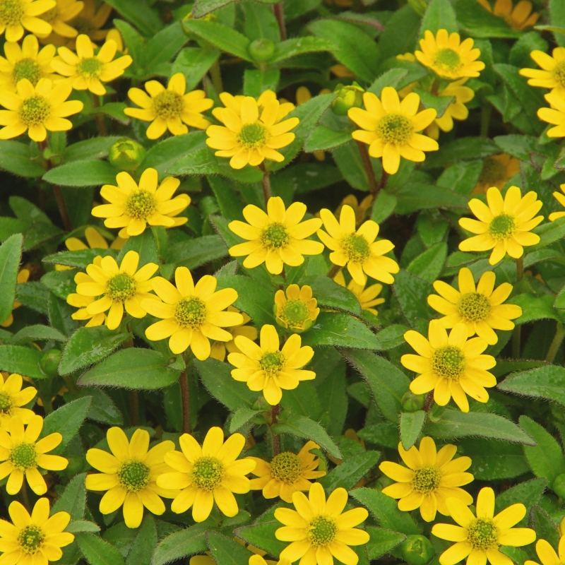 Sanvitalia seeds - Creeping Zinnia