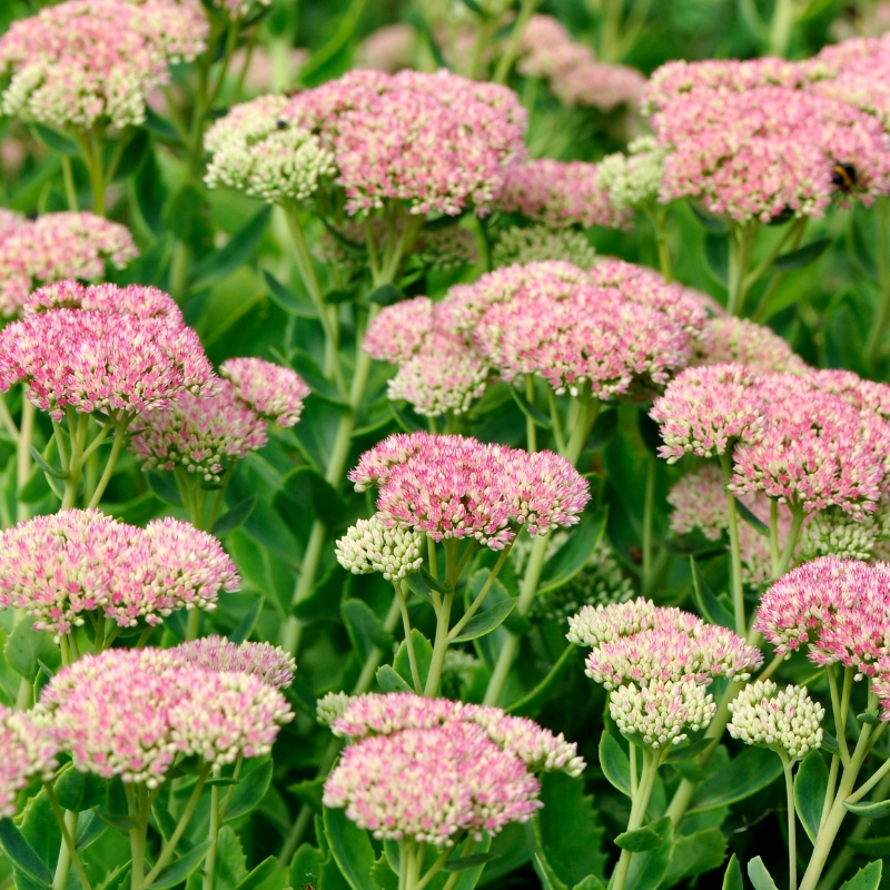 Sedum seeds - Stonecrop seeds