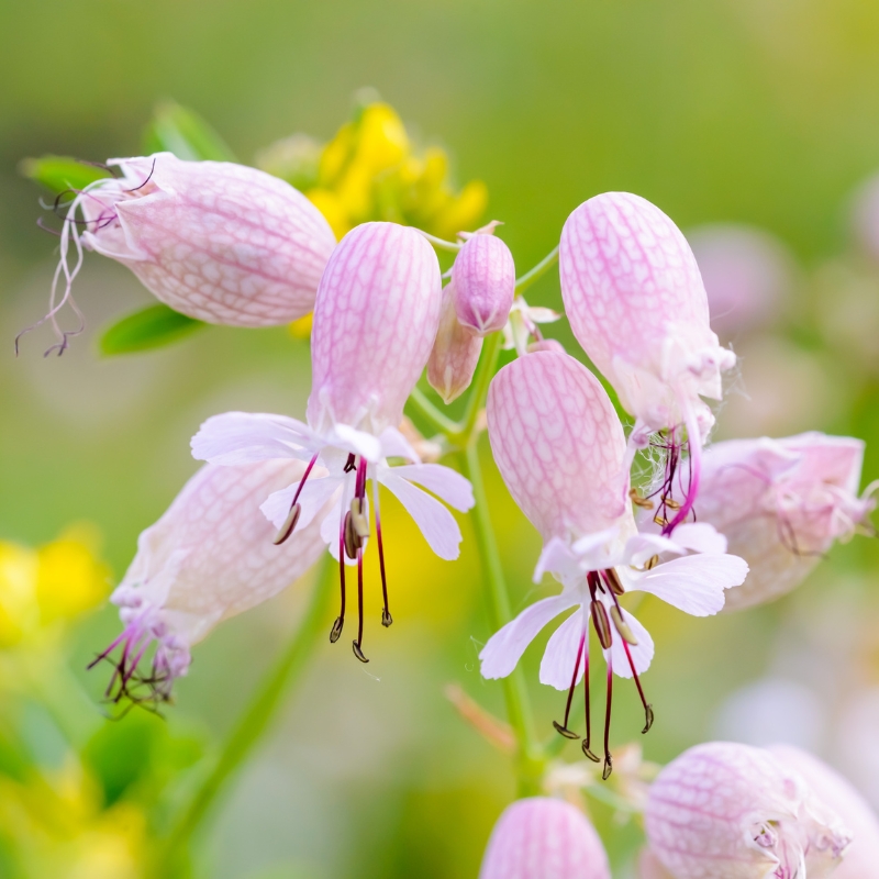 Silene seeds - Campion flowers seeds