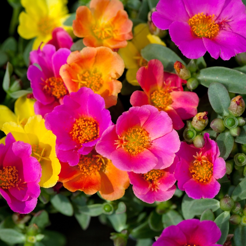 Portulaca seeds - Purslane seeds