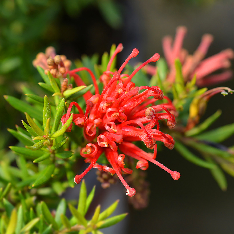 Grevillea