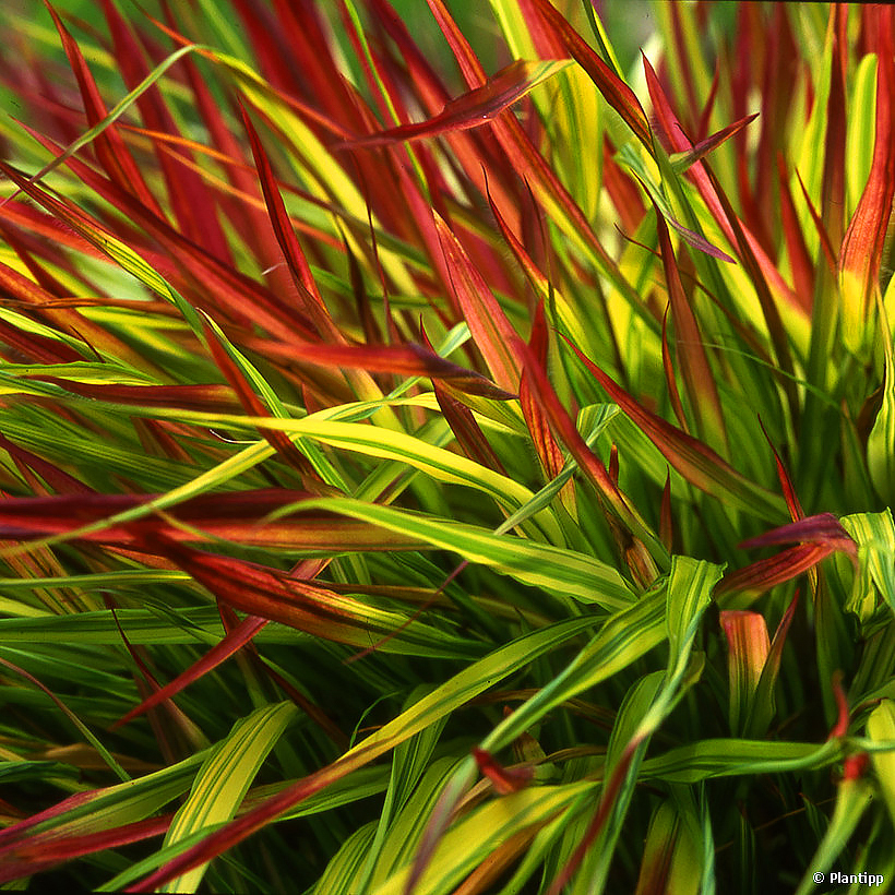 Hakonechloa