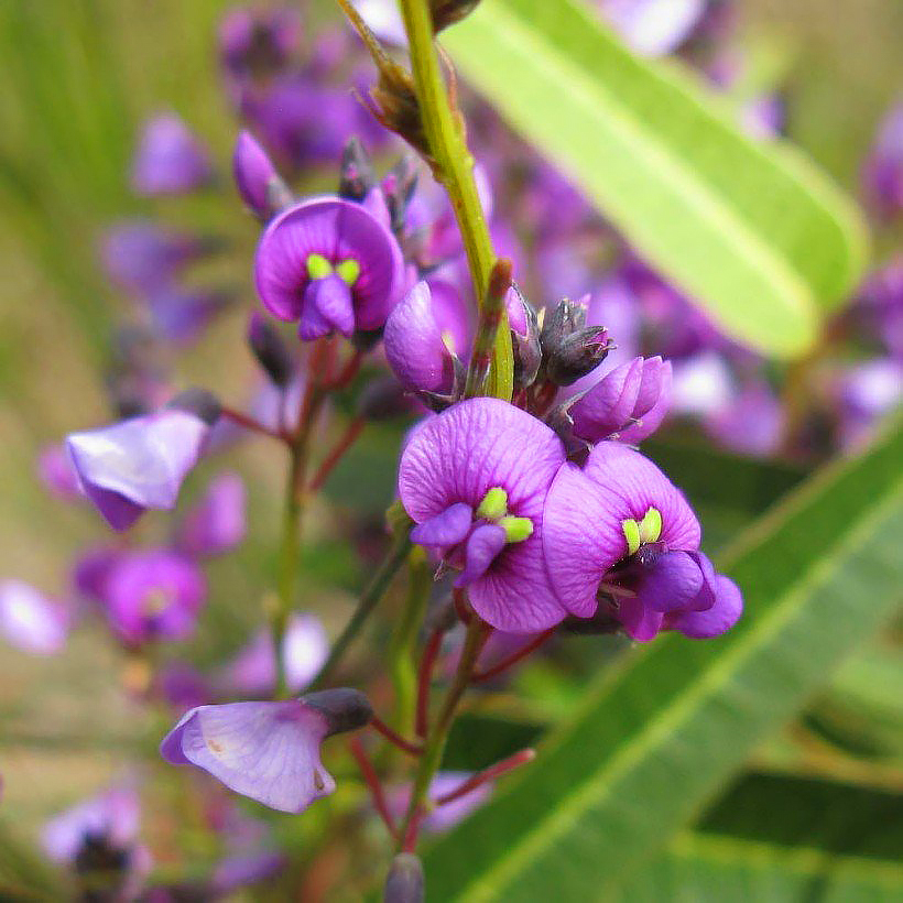 Hardenbergia