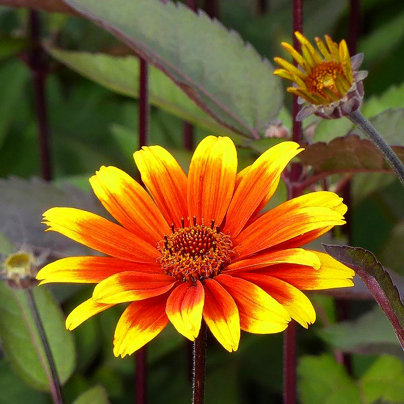 Heliopsis