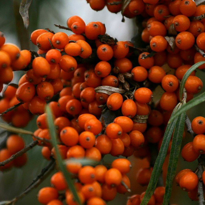 Hippophae