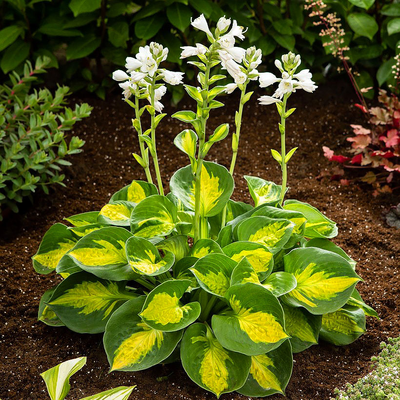 Hostas - Plantain Lilies