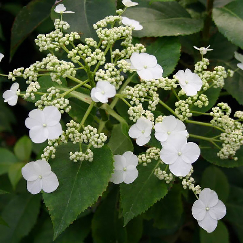 Climbing hydrangeas