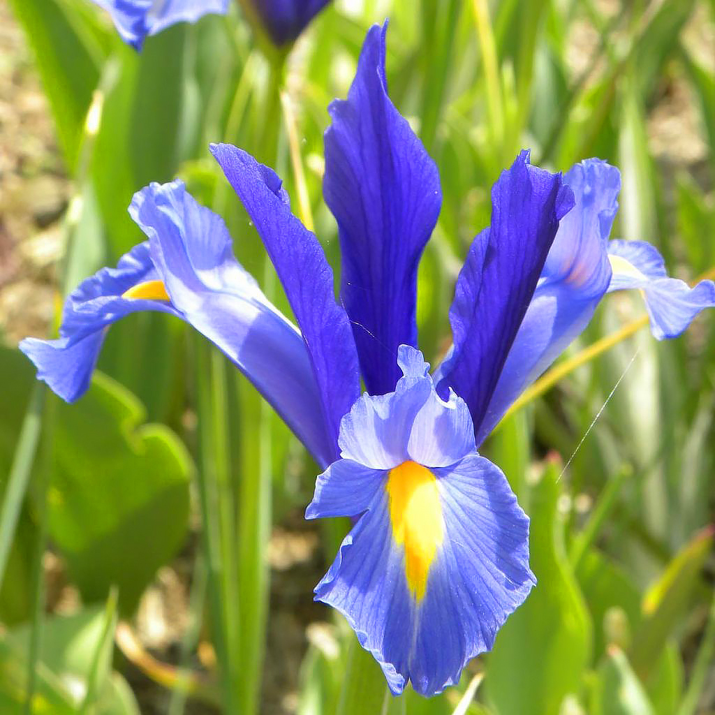 Iris bulbs