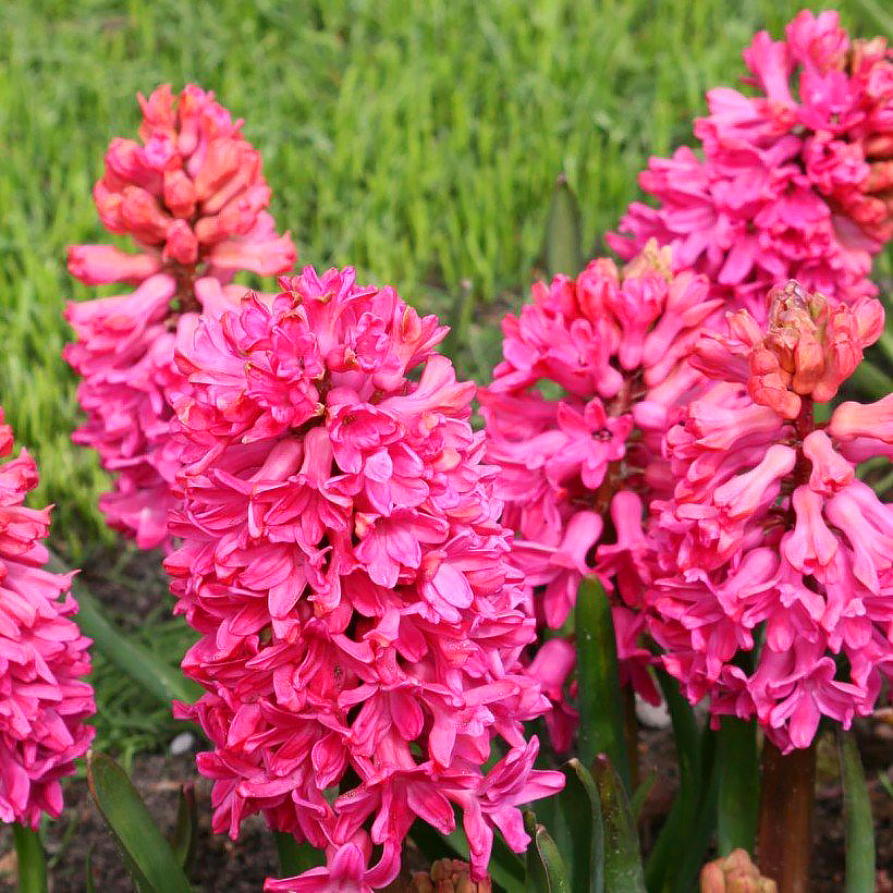 Hyacinths