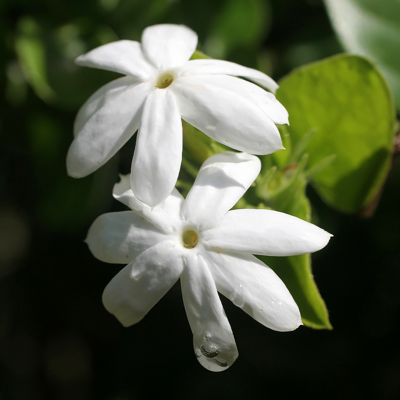 Jasmine