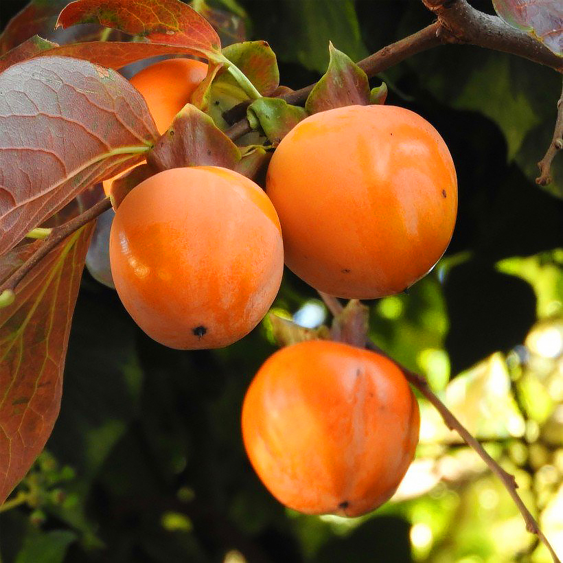 Persimmon trees - Diospyros