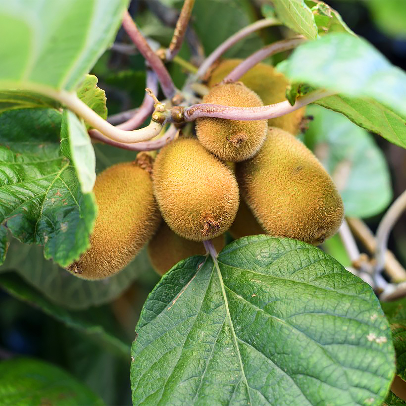 Kiwi bush