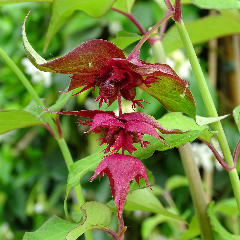 Leycesteria - Himalayan Honeysuckle