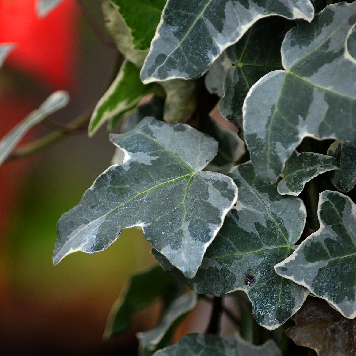 Hedera - Ivy