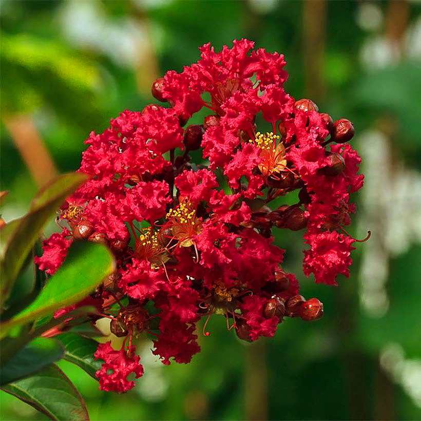 Lagerstroemia - Crape Myrtle