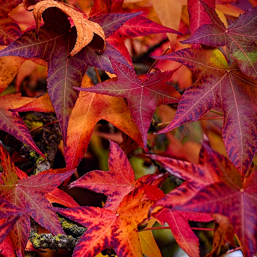 Liquidambar - Sweetgum