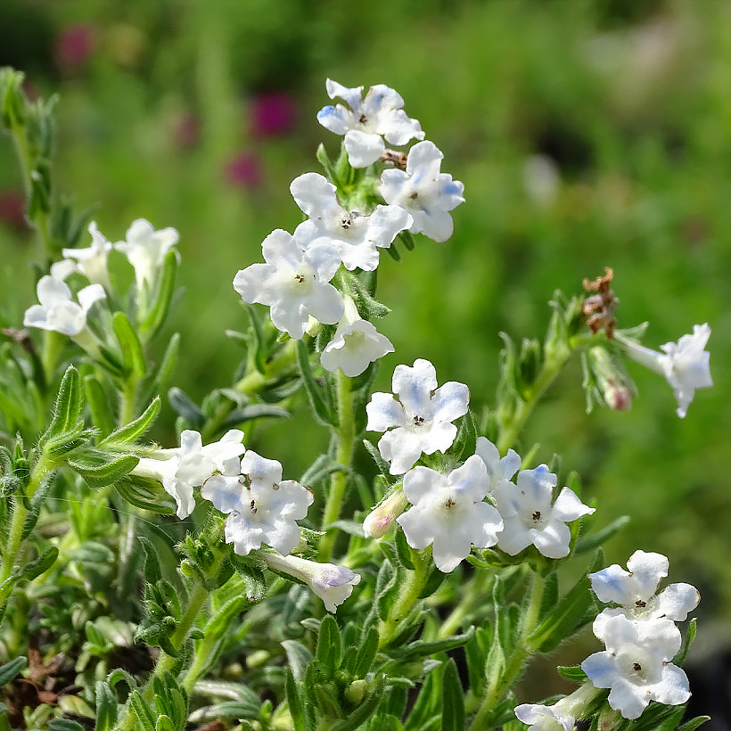 Lithodora